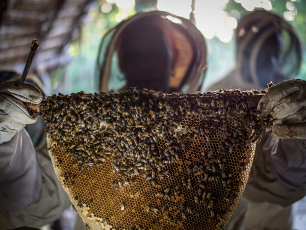 beekeeper woman barefoot college international honey