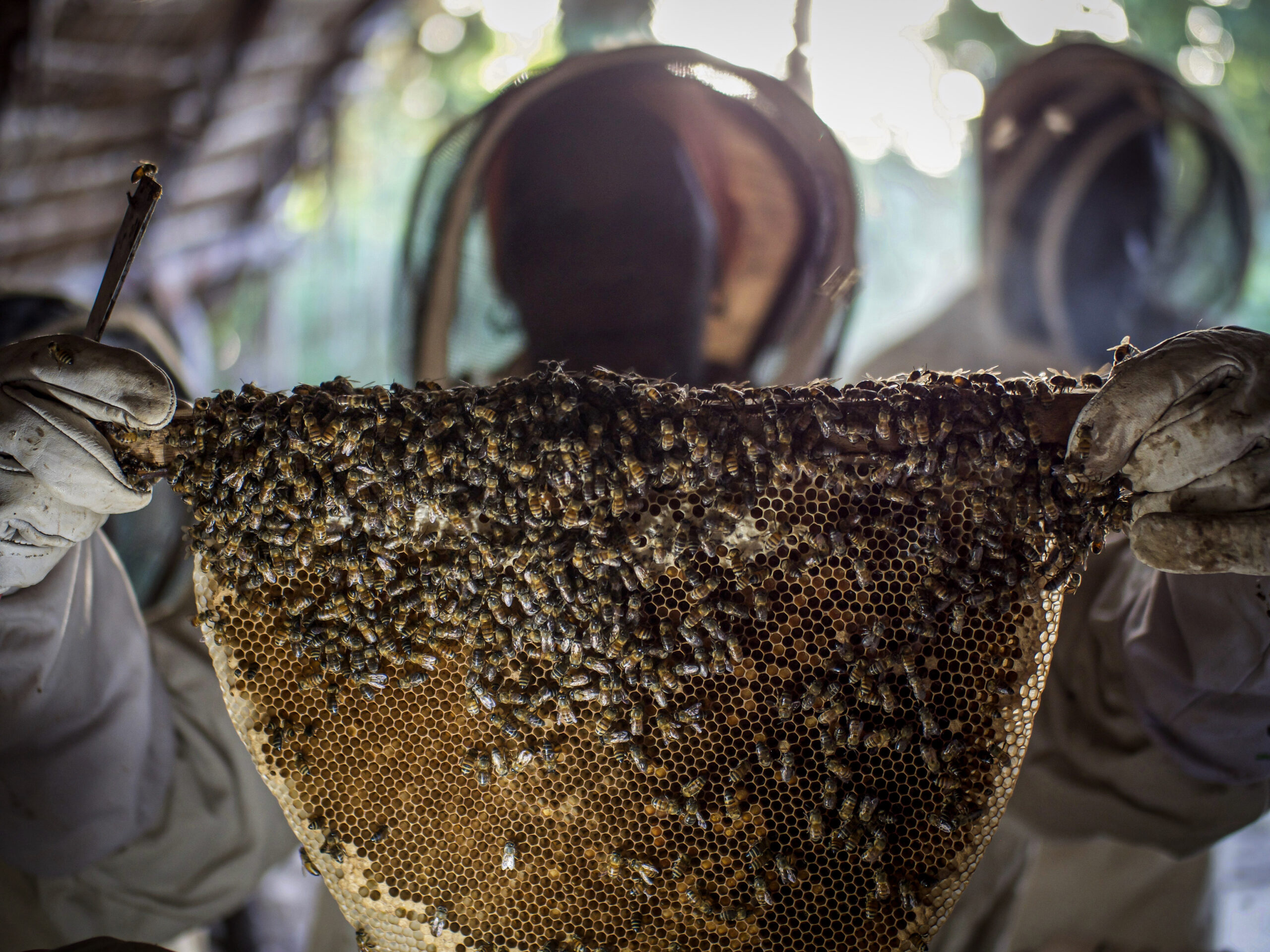 A woman beekeeper in Zanzibar holds up a honey comb with bees on it. She is wearing a beekeeping costume to protect her. She has been trained with Barefoot College International as a way to empower rural women through livelihoods development.
