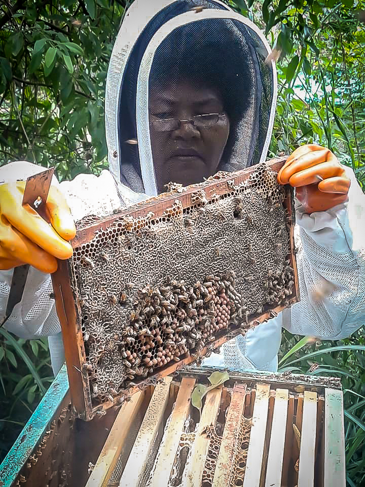 Pacific Islands beekeeping fiji siliva honey harvest women