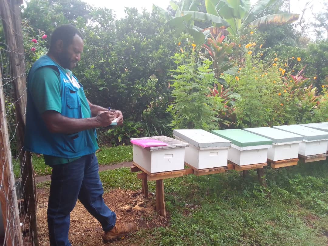 pacific islands pgn women beekeeping beehive