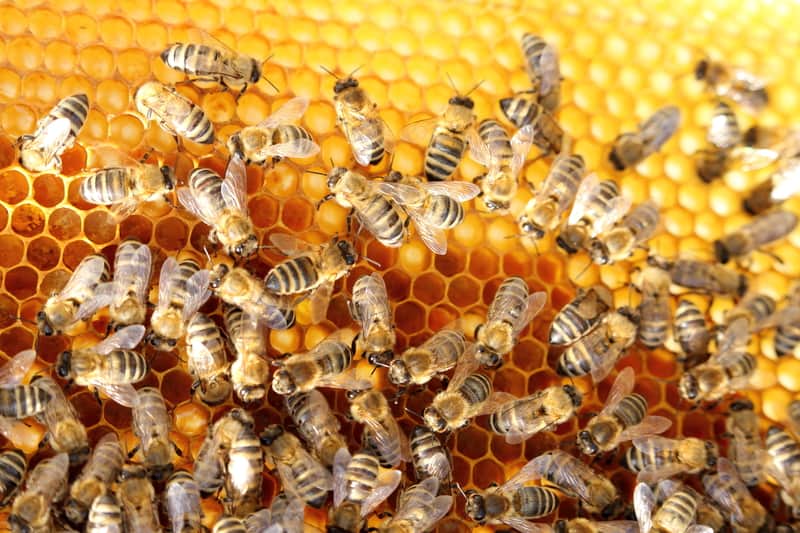 bees honey women training natural ecosystem sustainable